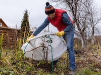 A man places a tarpaulin over a bush.